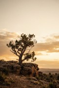 Lone juniper at dusk