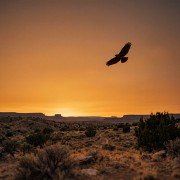 Hawk at sunset